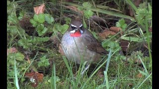 Siberian Rubythroat  Hoogwoud The Netherlands [upl. by Yrahk]