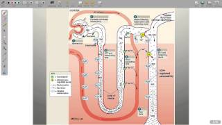 Regulation of Electrolytes [upl. by Ytteb735]