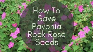 How To Save Pavonia Rock Rose Seeds  Arco Iris Ranch [upl. by Dirfliw]