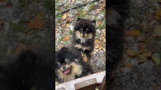 🥰 Cute dogs 🐕 song music movie love bollywood nature shorts youtubeshorts [upl. by Duke]