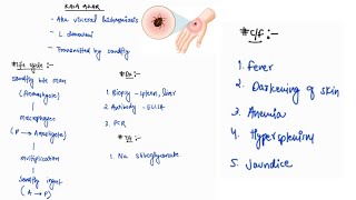 KALA AZAR NOTES  INFECTIOUS DISEASE  MEDICINE  ONE PAGE NOTES  4TH PROFF  MBBS [upl. by Jamey]