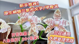 Phal hieroglyphica 原生种蝴蝶兰象形文字甲骨文，兰花欣赏和养护方法，所有兰花都通用的水肥管理思路，最适合新手的原生种蝴蝶兰，坐标多伦多 [upl. by Korten660]