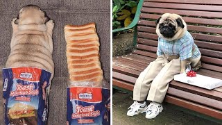 Funniest and Cutest Pug Dog Videos Compilation 2020 3 [upl. by Siobhan]