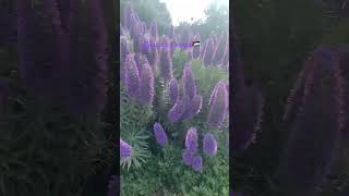 Echium candicans💜💙to all the Palestinians always in my prayers🇵🇸shorts plants [upl. by Madelin18]