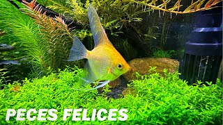 ESTOS PECES COMILONES ENSUCIAN MUCHO EL FILTRO 🐠  RESUMEN 331 [upl. by Ttelracs108]