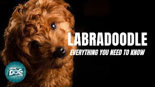 Labradoodle Dog Breed Guide  Dogs 101  Labradoodle [upl. by Bone623]