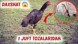 Dakan Ishqivozlari Uchun Zorlaridan 1 Juft Tomosha Juftlik Mosligiga Fikr Bildring [upl. by Attegroeg585]