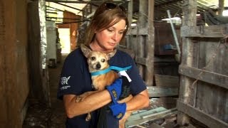 Mississippi Puppy Mill a Living Horror [upl. by Mccoy239]