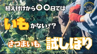 【さつまいも】植え付けから６０日から１２０日のサツマイモを試しぼりしてみた結果が衝撃的過ぎた。。【さつまいも収穫のタイミング】 [upl. by Aisirtap]