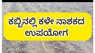 ಕಬ್ಬಿನಲ್ಲಿ ಕಳೆ ನಾಶಕದ ಉಪಯೋಗWeedicide Uses in sugarcane [upl. by Htinnek]