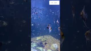 Me detuve a Ver y Disfrutar song pop music vida mundo world peces aquarium azul mar paz [upl. by Ariaek725]