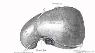 Peritoneal Cavity  Part 2  Ligaments of the Liver  Anatomy Tutorial [upl. by Darcia]