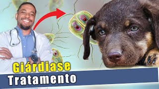 GIÁRDIA em cães SINTOMAS TRATAMENTO PREVENÇÃO [upl. by Burrow]