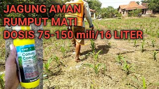 HERBISIDA SISTEMIK UNTUK JAGUNG CONVEYJAGUNG AMAN RUMPUT PUN MATI [upl. by Ahsiym]