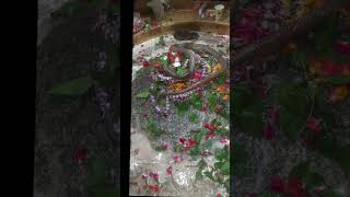 Live Snake in Kasi Temple  Gowri Kedareswar Temple [upl. by Llenol]