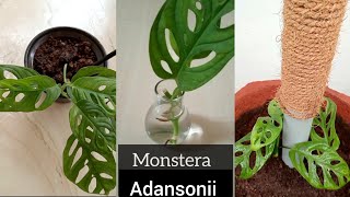 Monstera Adansonii propagation in water and soil  Planting Monstera Swiss cheese plant homegarden [upl. by Had175]