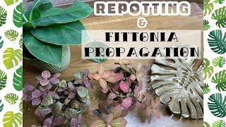 REPOTTING MY PLANTS amp FITTONIA PROPAGATION 🌿 [upl. by Kissee775]