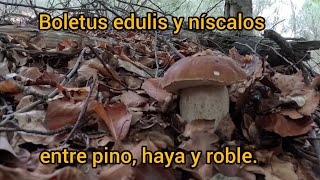 Boletus edulis pinophilus y níscalos en bosque mixto 12102024 [upl. by Sihon82]