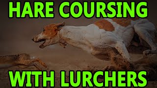 Hare Coursing With Lurchers  Working Lurchers [upl. by Kung607]