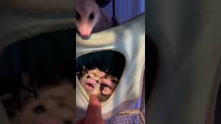 Opossum babies follow possum animalbabies animal animals babyanimals wildlife baby babies [upl. by Tower]