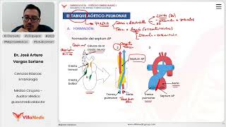 Desarrollo del sistema cardiaco  El tabiquete aórtico  pulmonar [upl. by Yecnuahc]