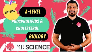 Phospholipids amp Cholesterol  Lipids  Bitesized  Alevel Biology  Mr Science in 8K [upl. by Stephana]