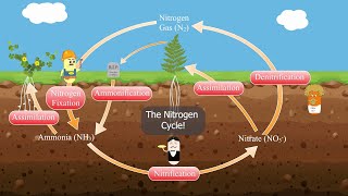 The Nitrogen Cycle [upl. by Yecal594]