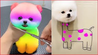 Cute Pomeranian Puppies Doing Funny Things 2  Cute and Funny Dogs  Mini Pom [upl. by Otxis897]