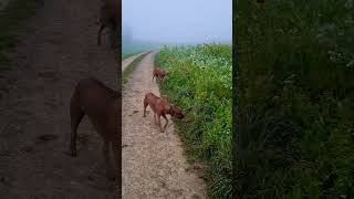 Ridgebacks Herbst 🍁 [upl. by Nilrem]