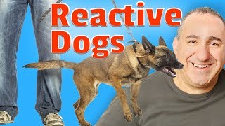 Dog reactive to other dogs on leash [upl. by Zendah]