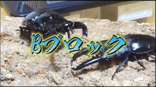 カブトムシ第2回カブト・クワガタ無差別級トーナメント Bブロッククワガタ [upl. by Ajak]