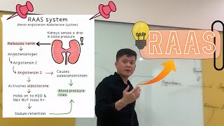 RAAS System  Renin Angiotensin Aldosterone sistemasi [upl. by Slaby]