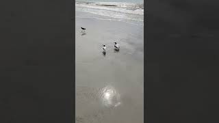 Bracelets on the beach birds talking alekthewristbandman [upl. by Airotnes]