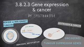 EASY REVISION AQA ALevel Biology 3823 Gene expression amp cancer [upl. by Haimorej]