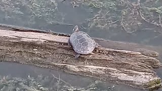 Painted Turtle Basking in the Sunshine [upl. by Ulani]