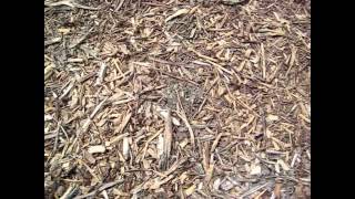 How fast do Woodchips Decompose [upl. by Nehcterg]