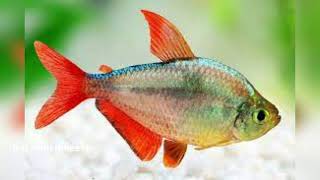 columbian tetra fish fish aquarium [upl. by Yelime]