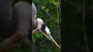 Great Blue Heron  Preening [upl. by Malaspina]