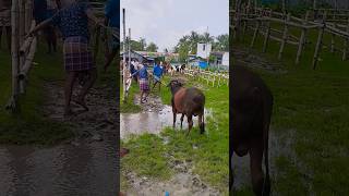 2024 new cow video shorts [upl. by Roumell]