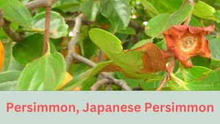 Diospyros kaki Growing Guide Japanese Persimmon tree by Gardeners HQ [upl. by Sami420]