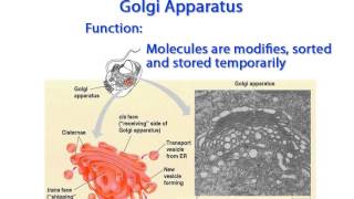 WCLN  Golgi Apparatus  Biology [upl. by Adihsar]