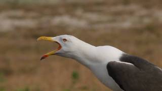 Kleine Mantelmeeuw  Larus fuscus graellsii  Lesser Blackbacked Gull [upl. by Carley]