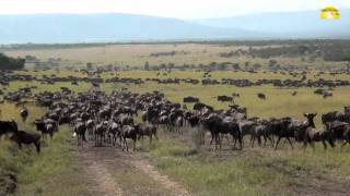 Die Große Migration in der Serengeti in Tansania  © Abendsonne Afrika [upl. by Hecklau]