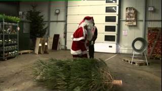 McDennenboom  kerstbomen Drivein Programma Tiswat TV West [upl. by Lamrouex]