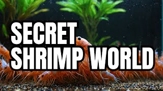 Inside the hidden world of the Shrimp Room Vlog ep8 [upl. by Shaine]