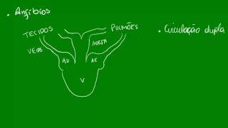 Anatomia Comparada  Sist Circulatório [upl. by Wilfred]