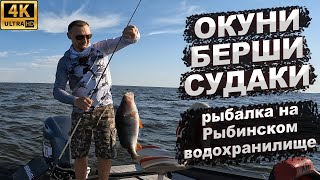 Окуни берши судаки Рыбалка на Рыбинском водохранилище [upl. by Irafat]