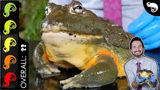 Giant African Bullfrog Pixie Frog The Best Pet Amphibian [upl. by Leumel]