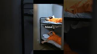 Inside Halden Prison The Worlds Most Humane Prisonshorts Hindi [upl. by Meean642]