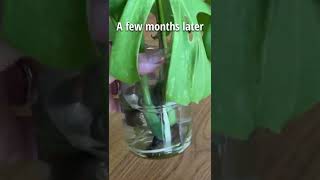 Easiest Way To Propagate Monstera [upl. by Sevy]